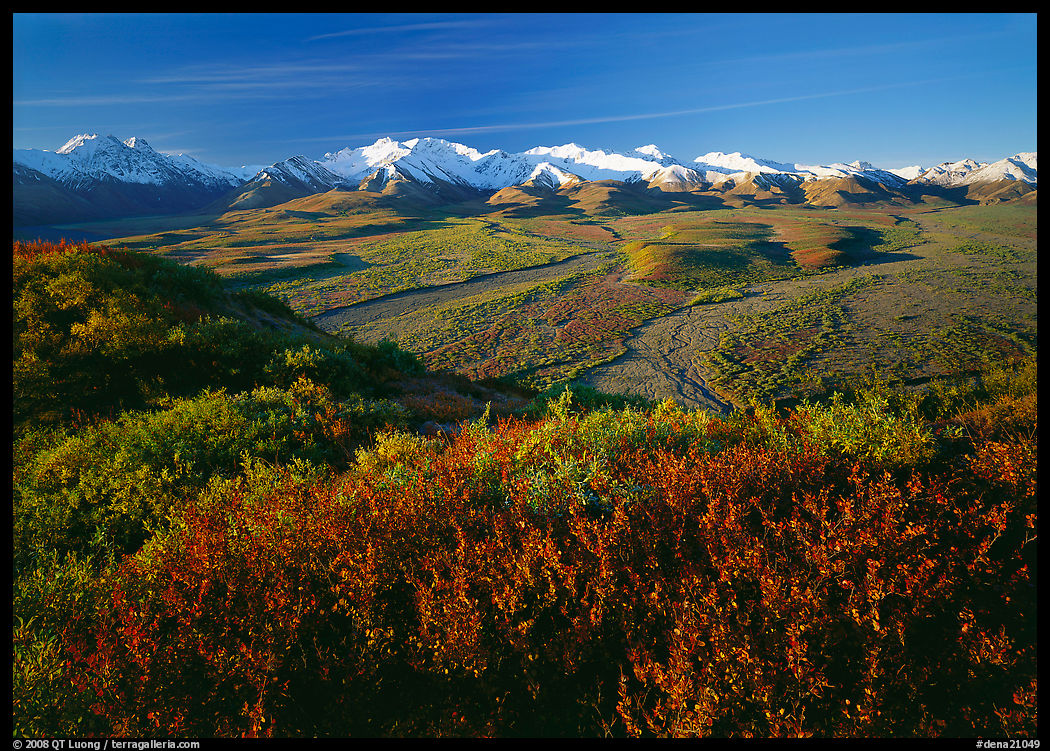 Alaska Range, braided rivers, and shrubs from Polychrome Pass, morning. Denali  National Park, Alaska, USA.