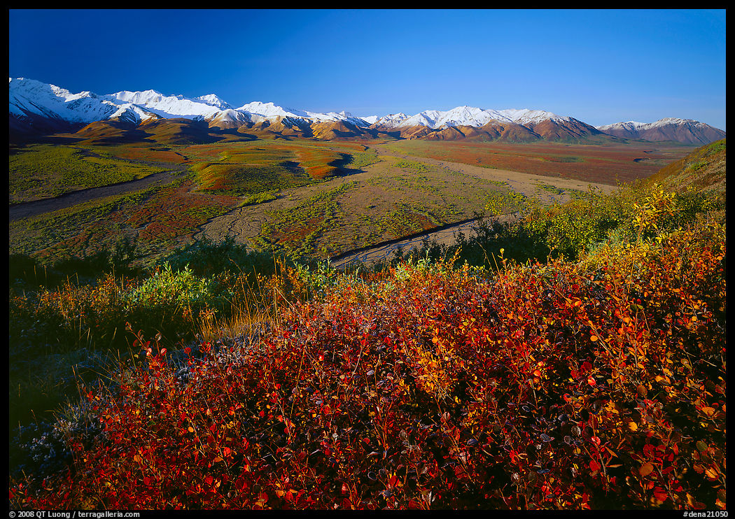 Berry plants, wide valley and gravel bars from seen from above, morning. Denali  National Park, Alaska, USA.