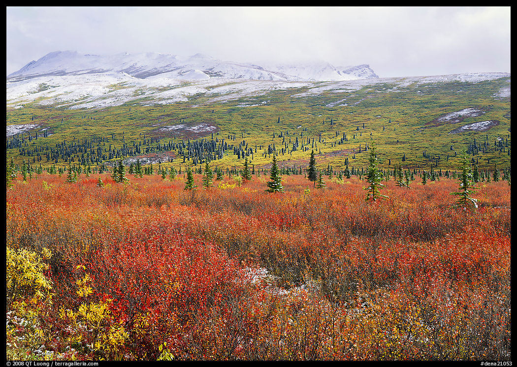 Berry plants in autumn color with early snow on mountains. Denali  National Park, Alaska, USA.