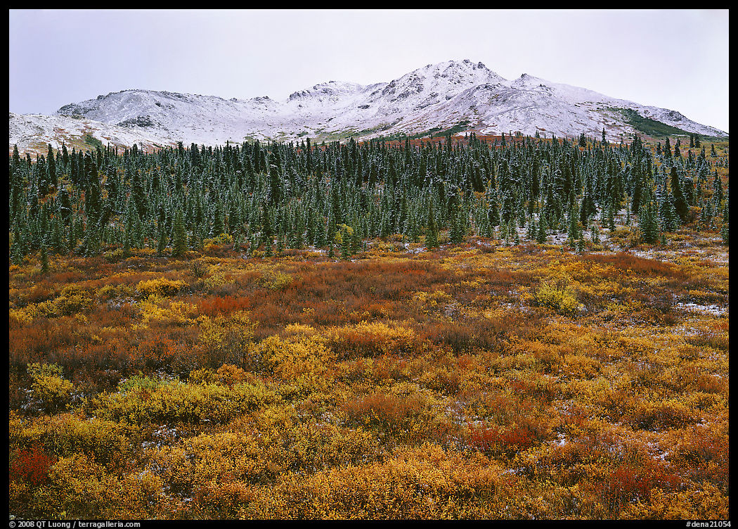 Tundra, spruce trees, and mountains with fresh snow in fall. Denali  National Park, Alaska, USA.