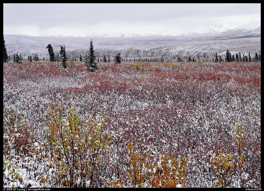 Fresh snow on tundra and berry leaves. Denali  National Park, Alaska, USA.