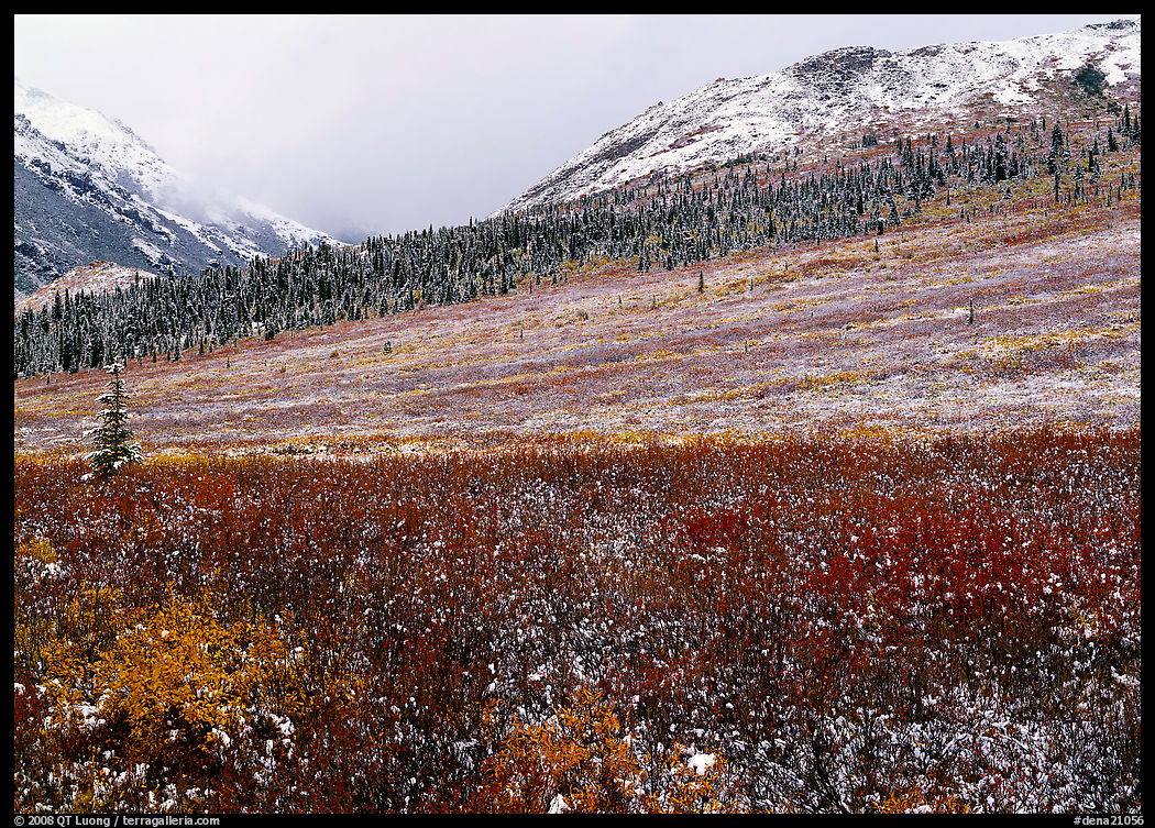 Fresh snow on tundra near Savage River. Denali  National Park, Alaska, USA.