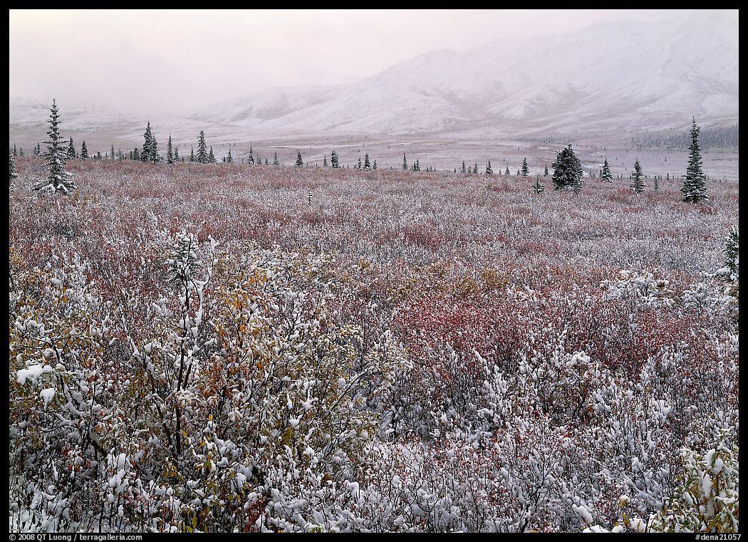 Berry leaves, trees, and mountains in fog with dusting of fresh snow. Denali  National Park, Alaska, USA.