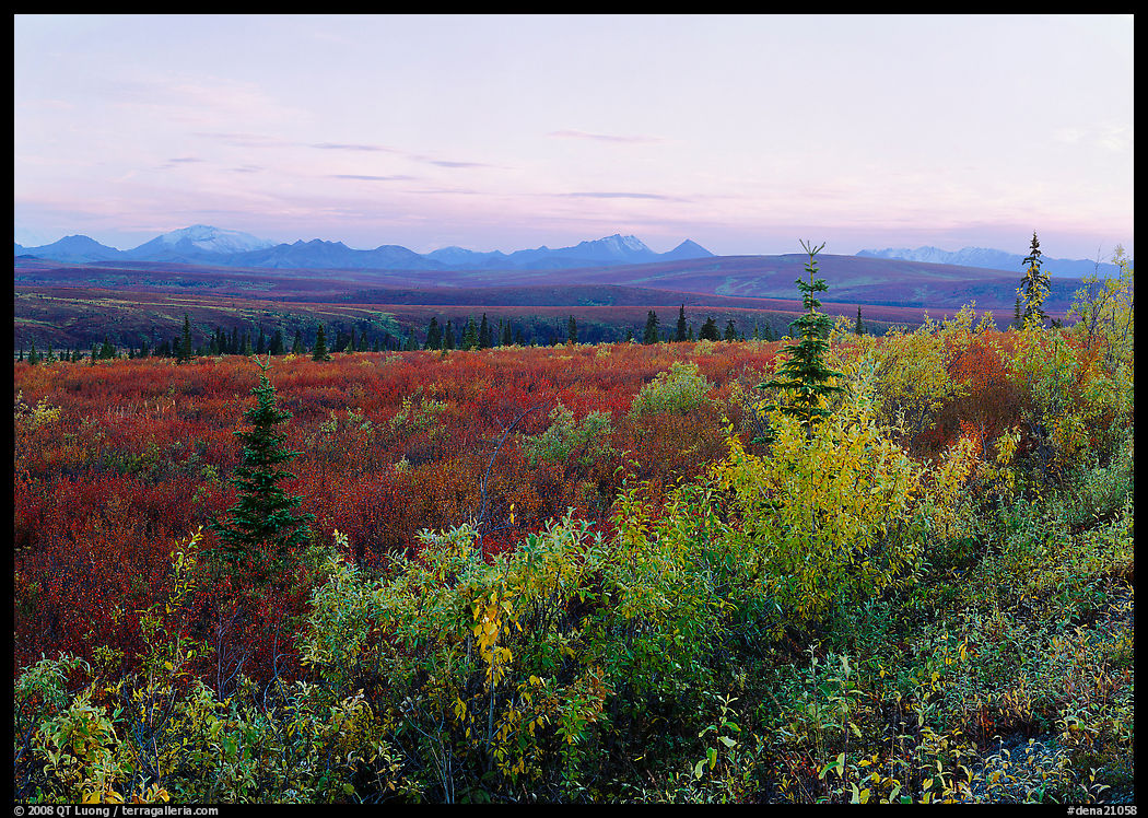 Autumn bushes, tundra, and Alaska range at dusk. Denali  National Park, Alaska, USA.