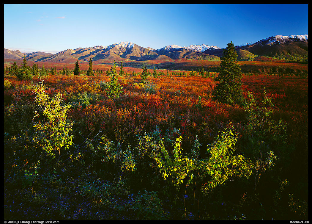 Tundra and mountain range near Savage River. Denali  National Park, Alaska, USA.