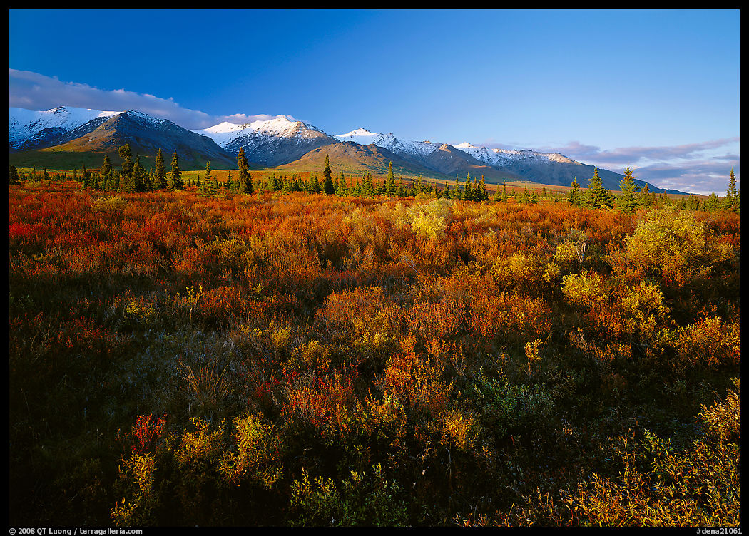 Late afternoon light on tundra and smaller mountain range. Denali  National Park, Alaska, USA.
