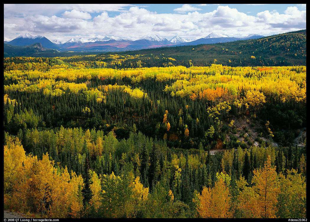 Yellow aspens and Panorama Range, Riley Creek drainage. Denali  National Park, Alaska, USA.