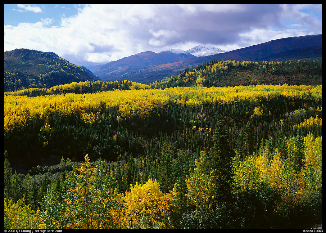 Aspens in fall colors and mountains near Riley Creek. Denali  National Park, Alaska, USA.