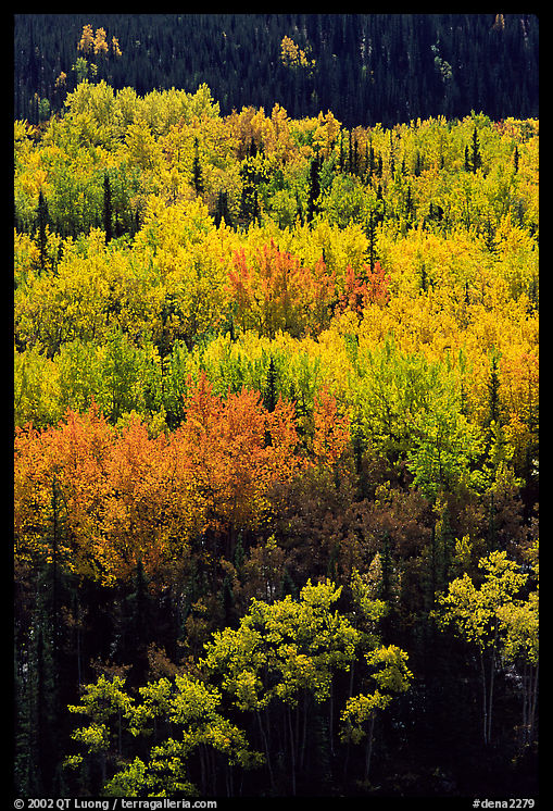 Aspens in yellow fall foliage amongst conifers, Riley Creek drainage. Denali  National Park, Alaska, USA.