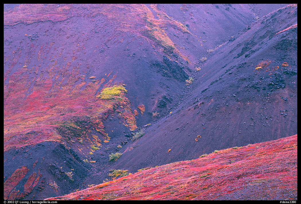 Foothills covered with tundra near Eielson. Denali  National Park, Alaska, USA.