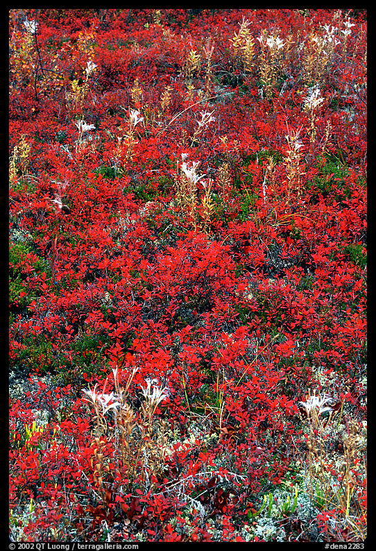Dwarf tundra plants with red fall colors. Denali  National Park, Alaska, USA.