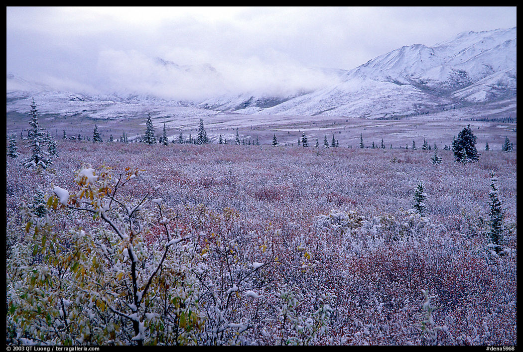 Fresh snow on berry plants near Savage River. Denali  National Park, Alaska, USA.