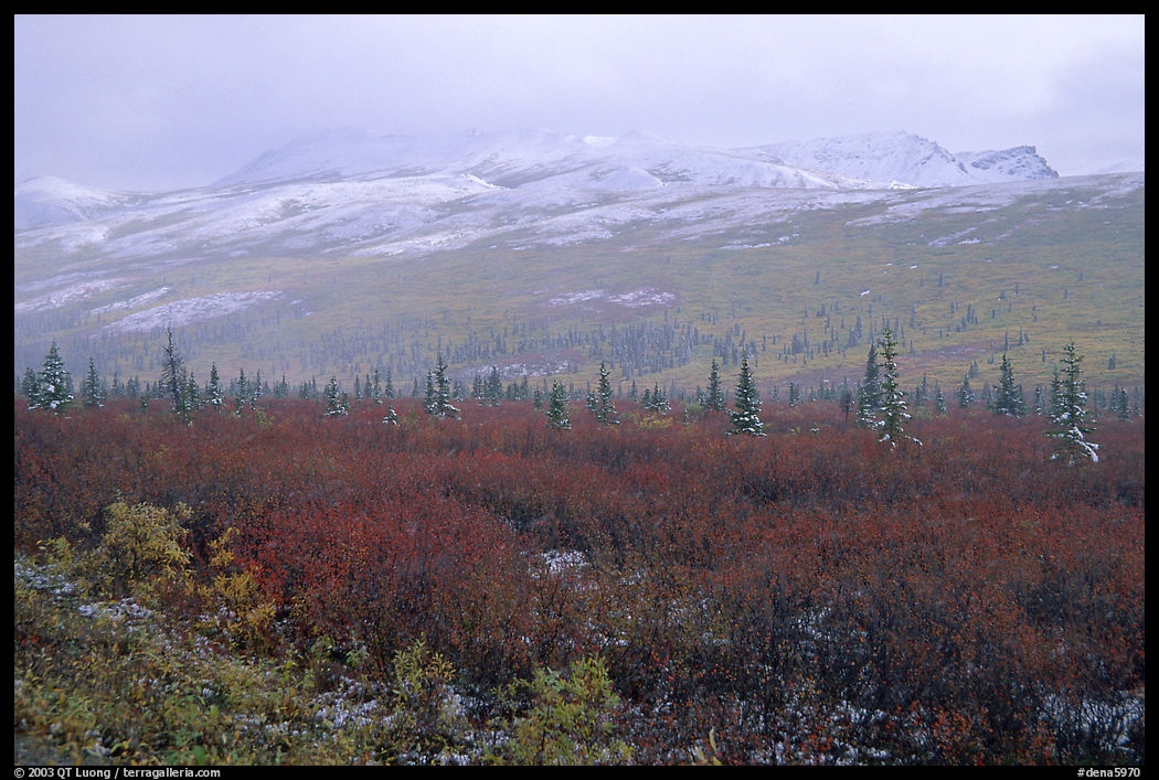 Fog and fresh snow on tundra near Savage River. Denali  National Park, Alaska, USA.