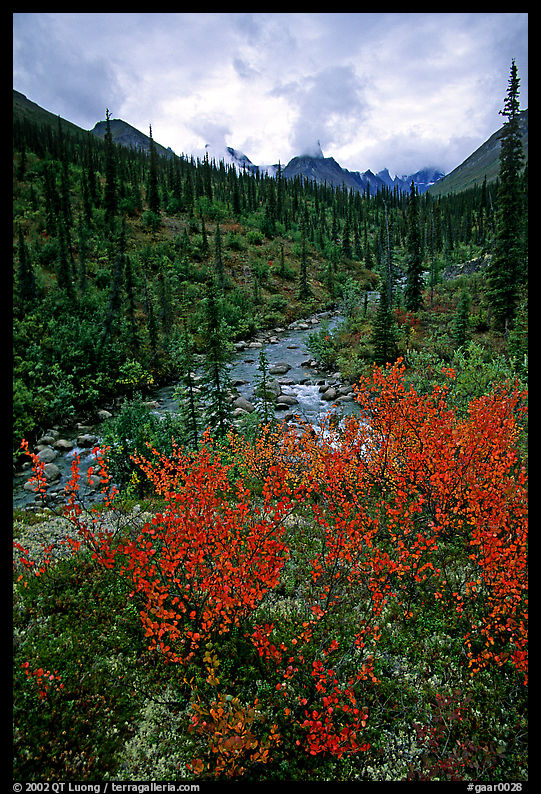 Berry plants in fall color and Arrigetch creek. Gates of the Arctic National Park, Alaska, USA.