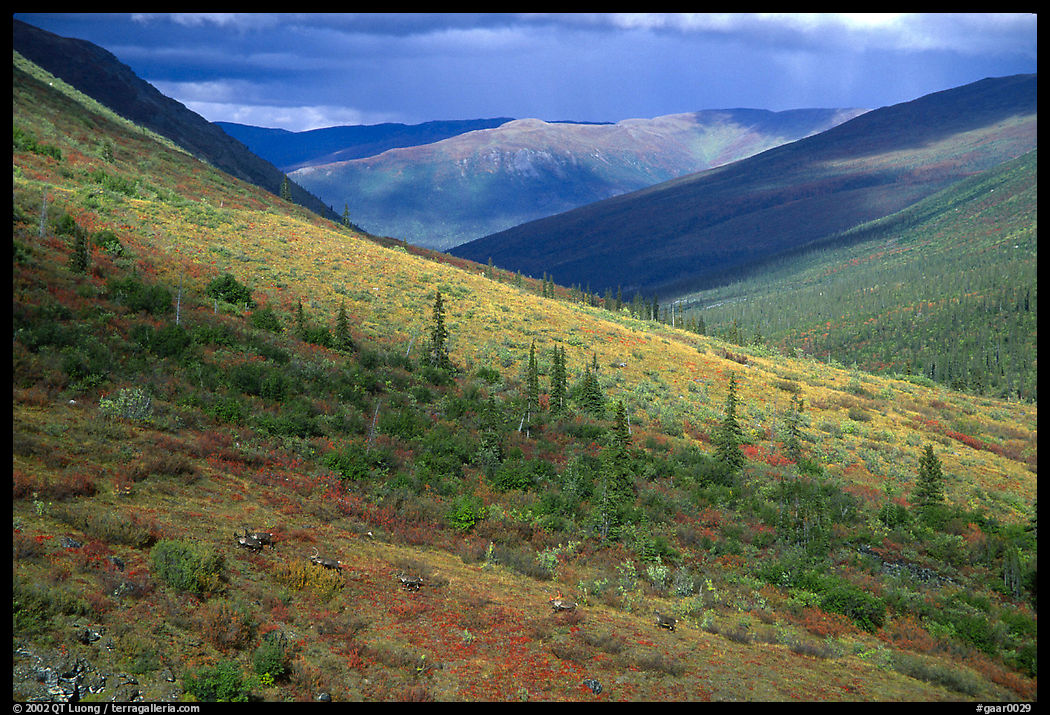 Arrigetch valley with caribou. Gates of the Arctic National Park, Alaska, USA.