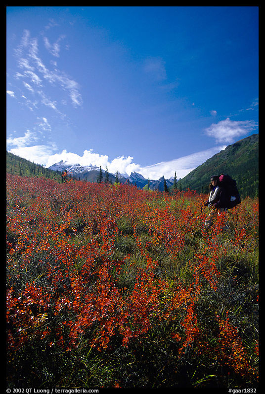 Backpacker in the tundra at the entrance of Arrigetch Creek. Gates of the Arctic National Park, Alaska