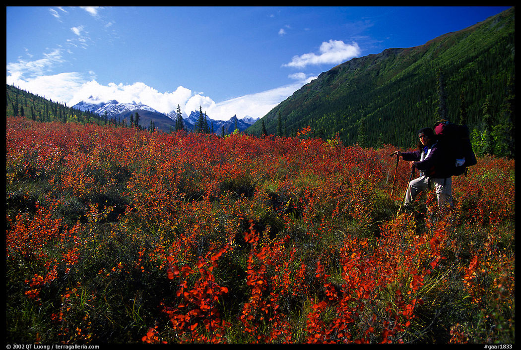 Backpacker in the tundra at the entrance of Arrigetch Creek. Gates of the Arctic National Park, Alaska