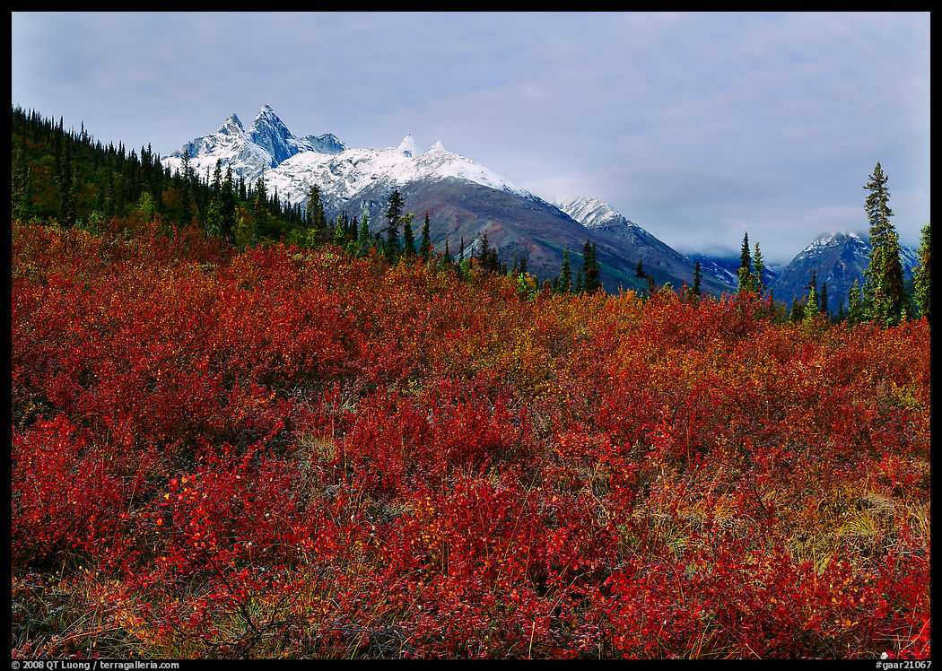 Red tundra shrubs and Arrigetch Peaks in the distance. Gates of the Arctic National Park, Alaska, USA.