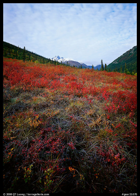 Tundra tussocks and Arrigetch Peaks in the distance. Gates of the Arctic National Park, Alaska, USA.