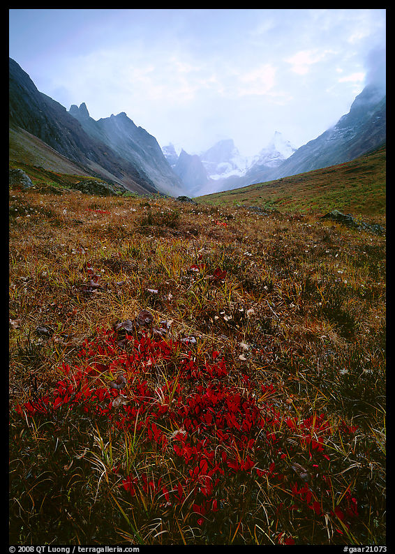 Low tundra in autum color and Arrigetch Peaks. Gates of the Arctic National Park, Alaska, USA.