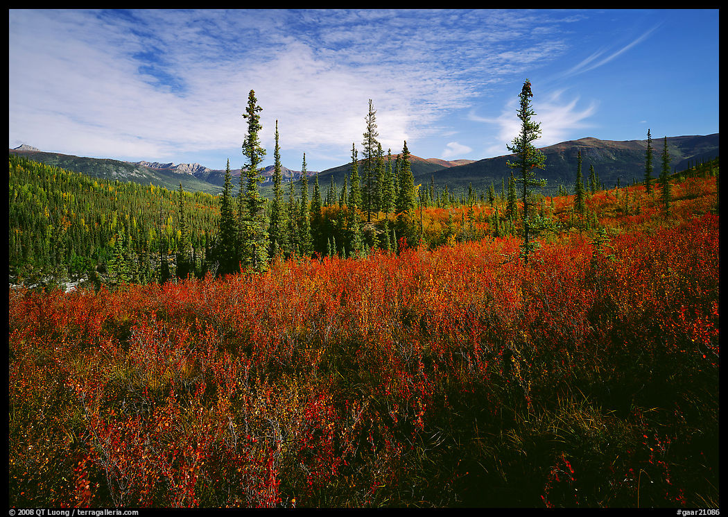 Black Spruce and berry plants in autumn foliage, Alatna Valley. Gates of the Arctic National Park, Alaska, USA.