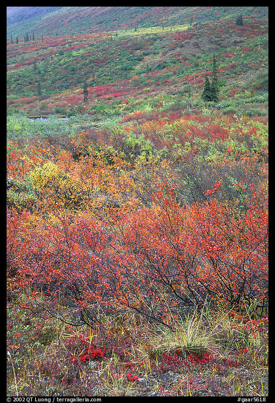 Tundra on mountain side in autumn. Gates of the Arctic National Park, Alaska, USA.