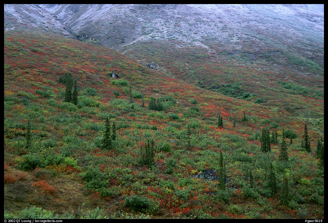 Tundra and spruce trees on mountain side below snow line. Gates of the Arctic National Park, Alaska, USA.