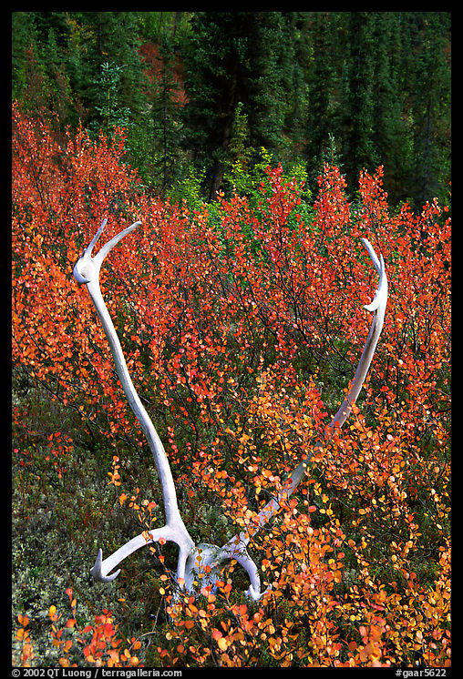 Caribou antlers. Gates of the Arctic National Park, Alaska, USA.