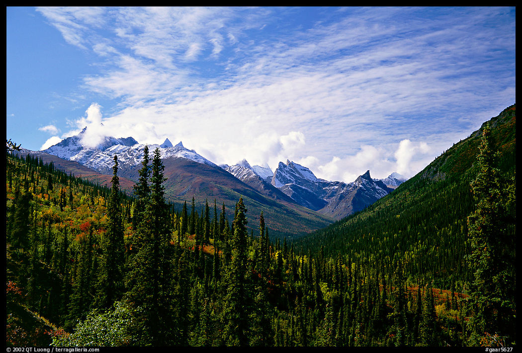 Arrigetch Peaks and spruce forest from Arrigetch Creek entrance, morning. Gates of the Arctic National Park, Alaska, USA.