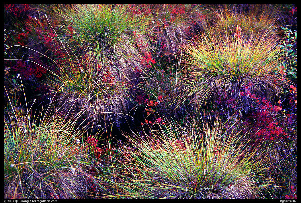 Tussocks. Gates of the Arctic National Park, Alaska, USA.