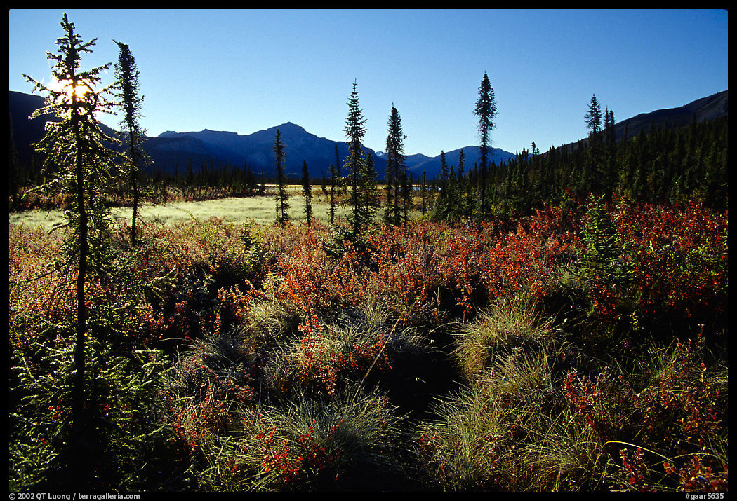 Tussocks near Circle Lake, Alatna River valley, early morning. Gates of the Arctic National Park, Alaska, USA.