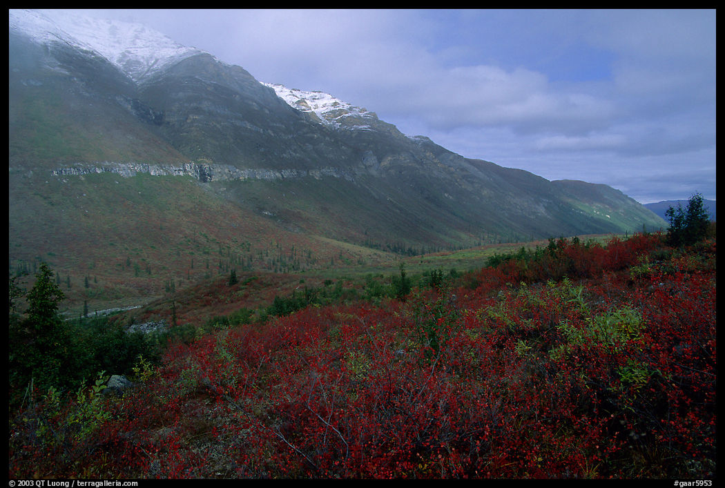 Shrubs and mountains in mist. Gates of the Arctic National Park, Alaska, USA.