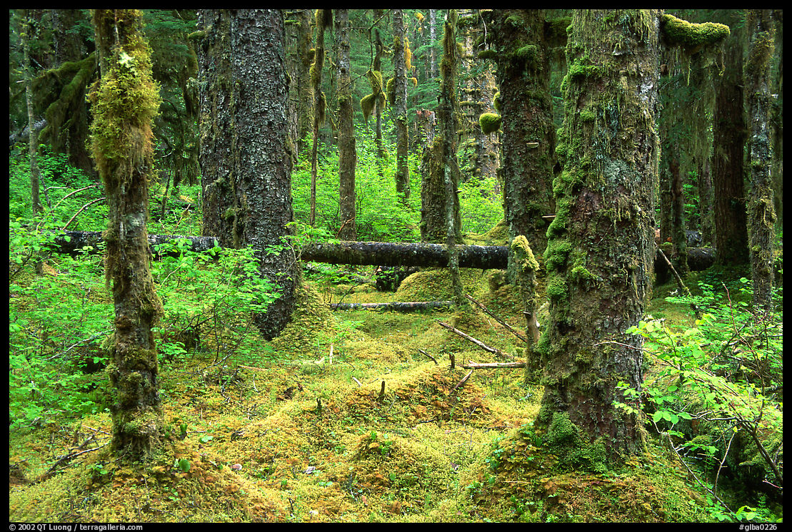 Mosses and trees in rainforest, Bartlett Cove. Glacier Bay National Park, Alaska, USA.