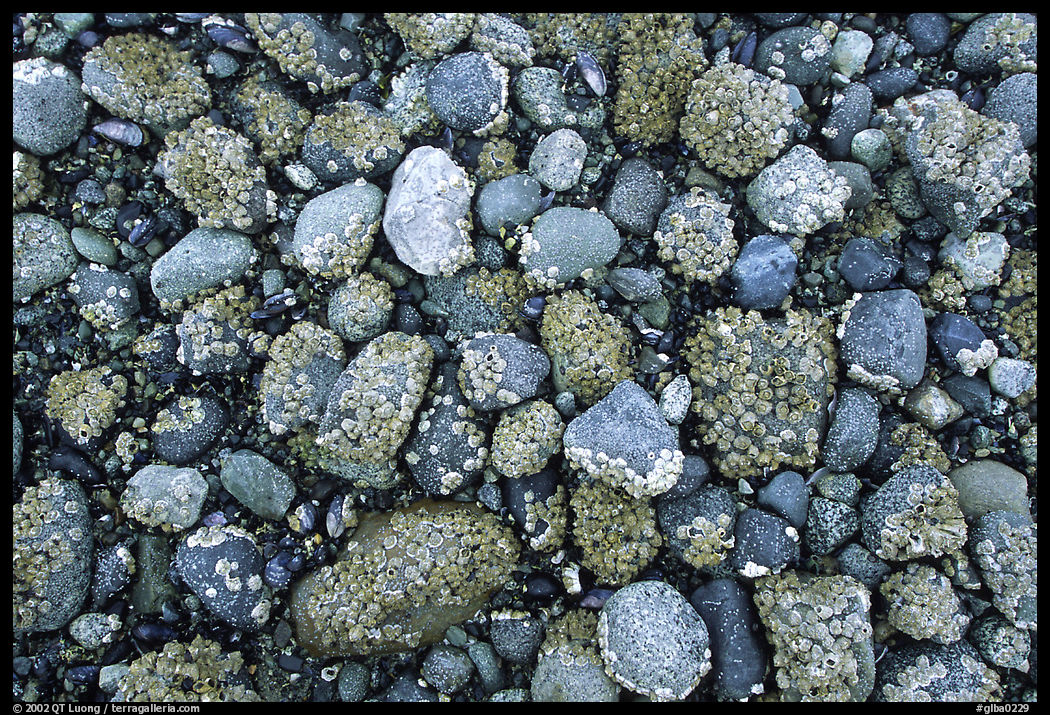 Rocks covered with mussels at low tide, Muir inlet. Glacier Bay National Park, Alaska, USA.