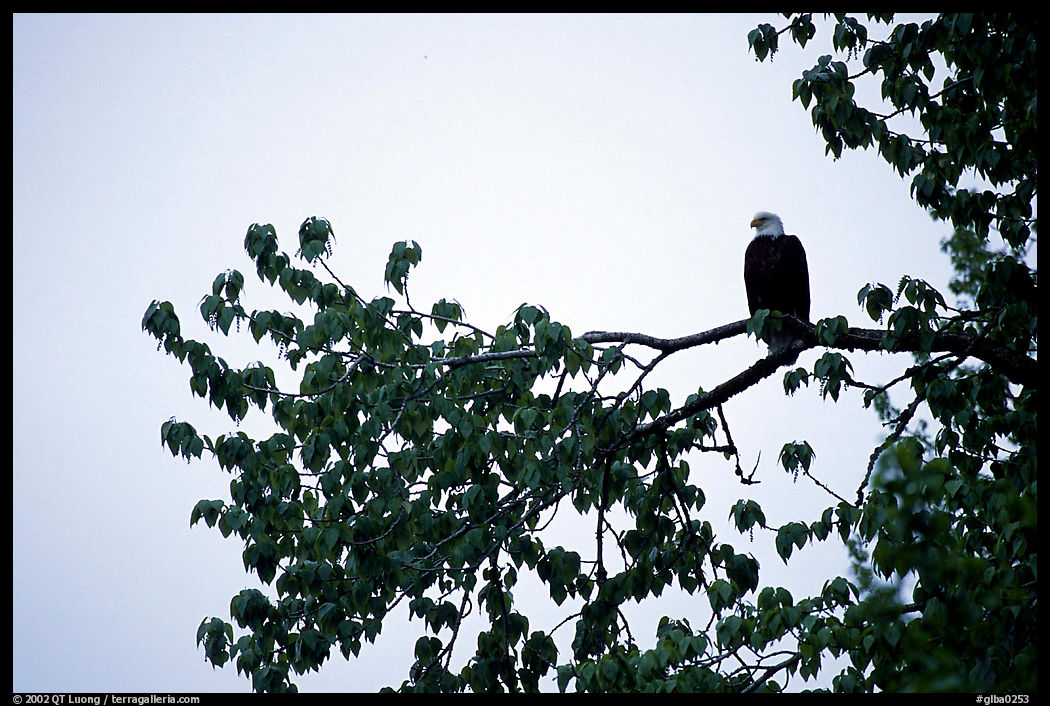 Bald eagle. Glacier Bay National Park, Alaska, USA.