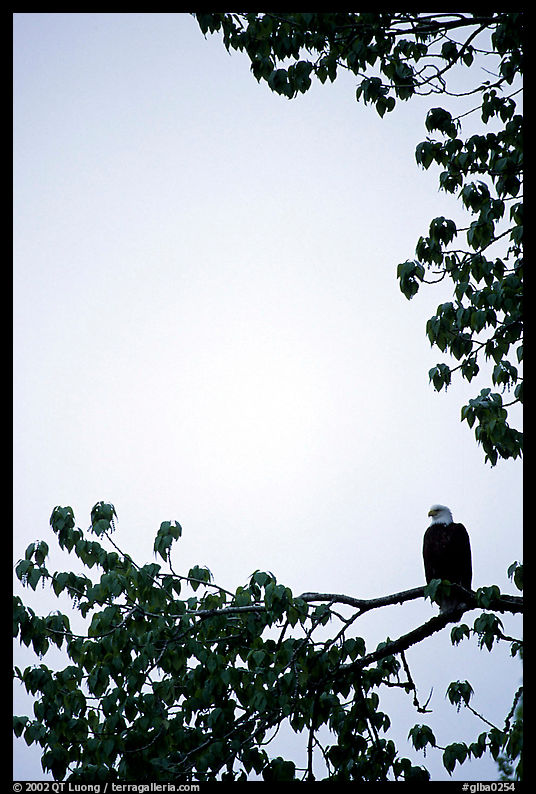 Blad eagle perched on tree branch. Glacier Bay National Park
