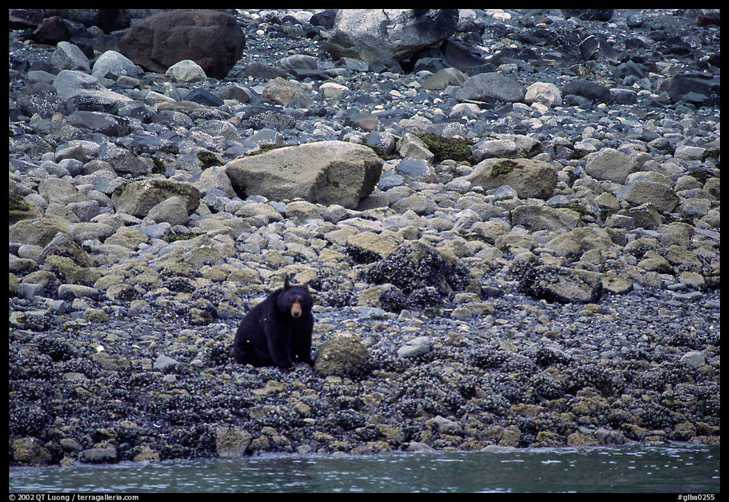 Black bear digging for clams. Glacier Bay National Park, Alaska, USA.