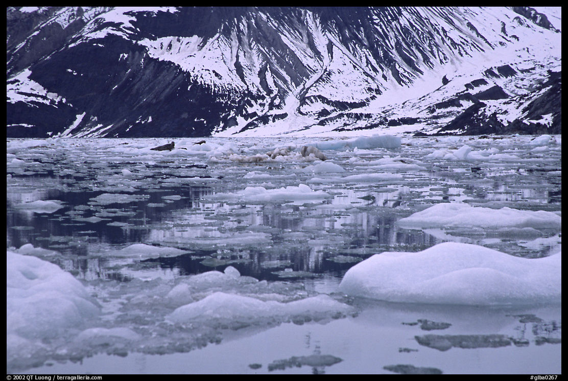 Ice-chocked waters in John Hopkins inlet. Glacier Bay National Park, Alaska, USA.