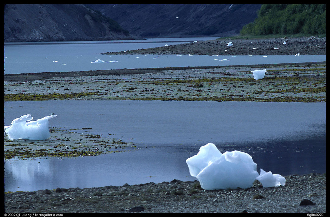 Icebergs and mud flats near Mc Bride glacier. Glacier Bay National Park, Alaska, USA.