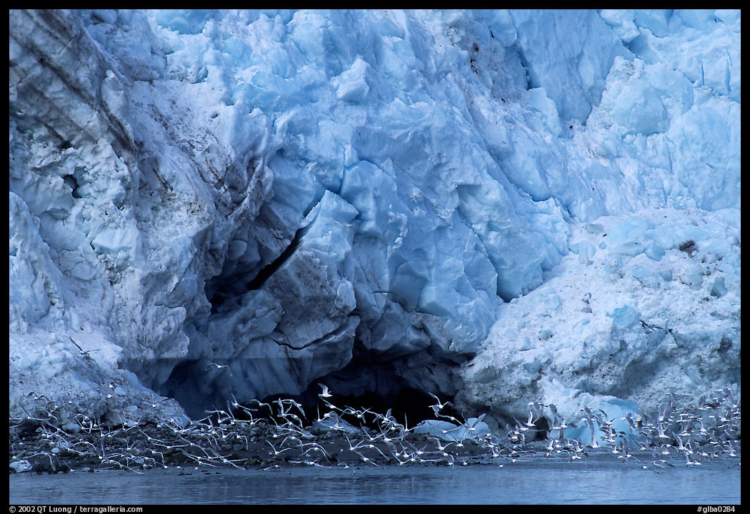 Sea birds at the base of Lamplugh glacier. Glacier Bay National Park, Alaska, USA.