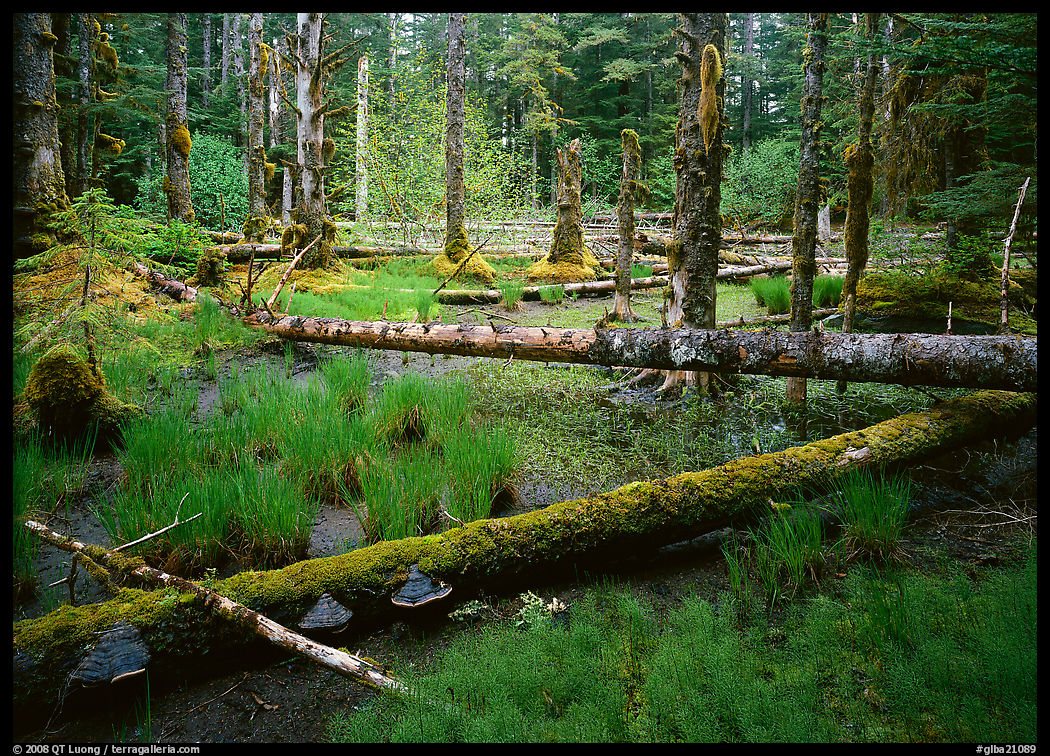 Pond in rainforest, Bartlett Cove. Glacier Bay National Park