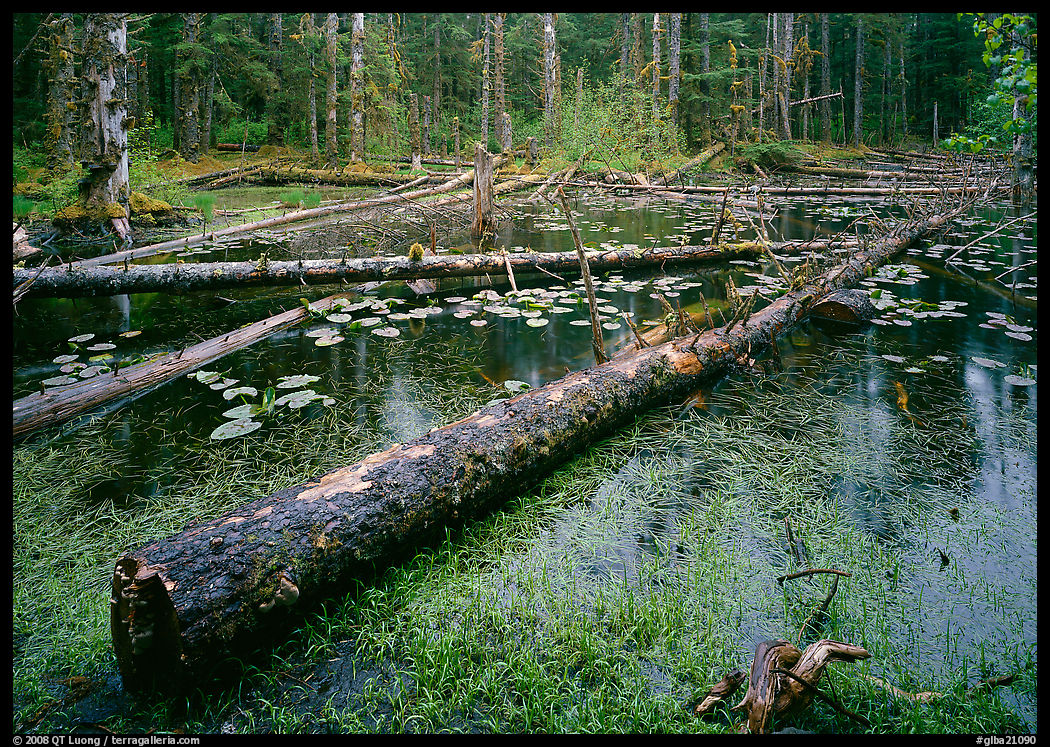 Pond in Rainforest, Bartlett cove. Glacier Bay National Park, Alaska, USA.