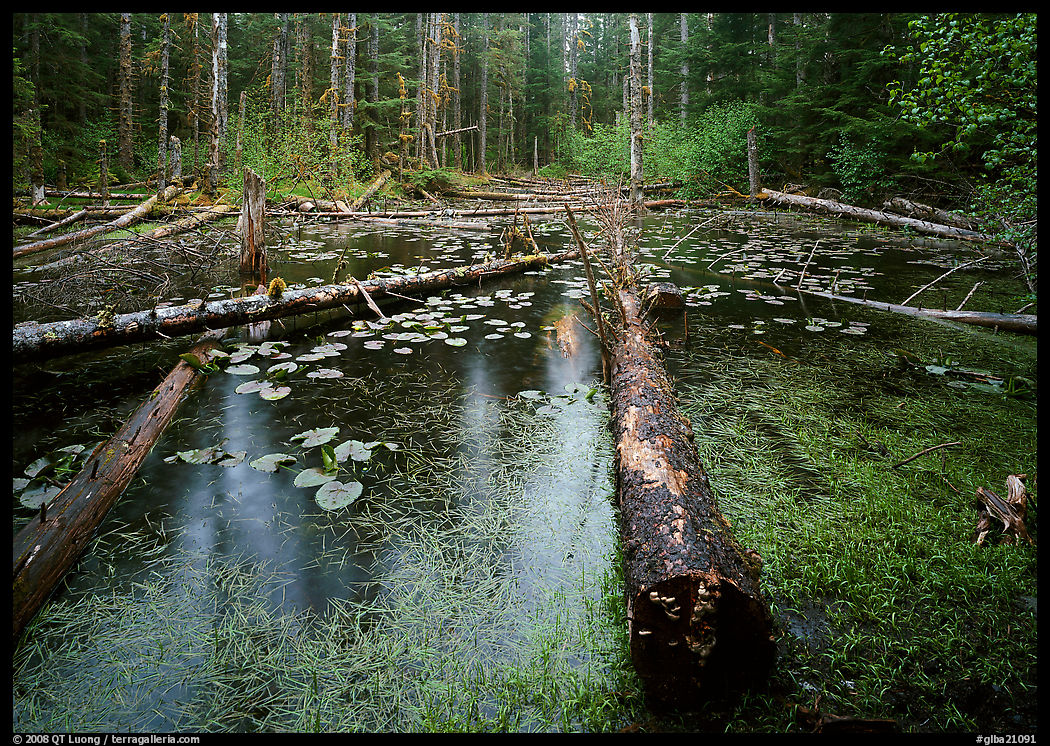 Trunks in rainforest pond, Bartlett Cove. Glacier Bay National Park, Alaska, USA.