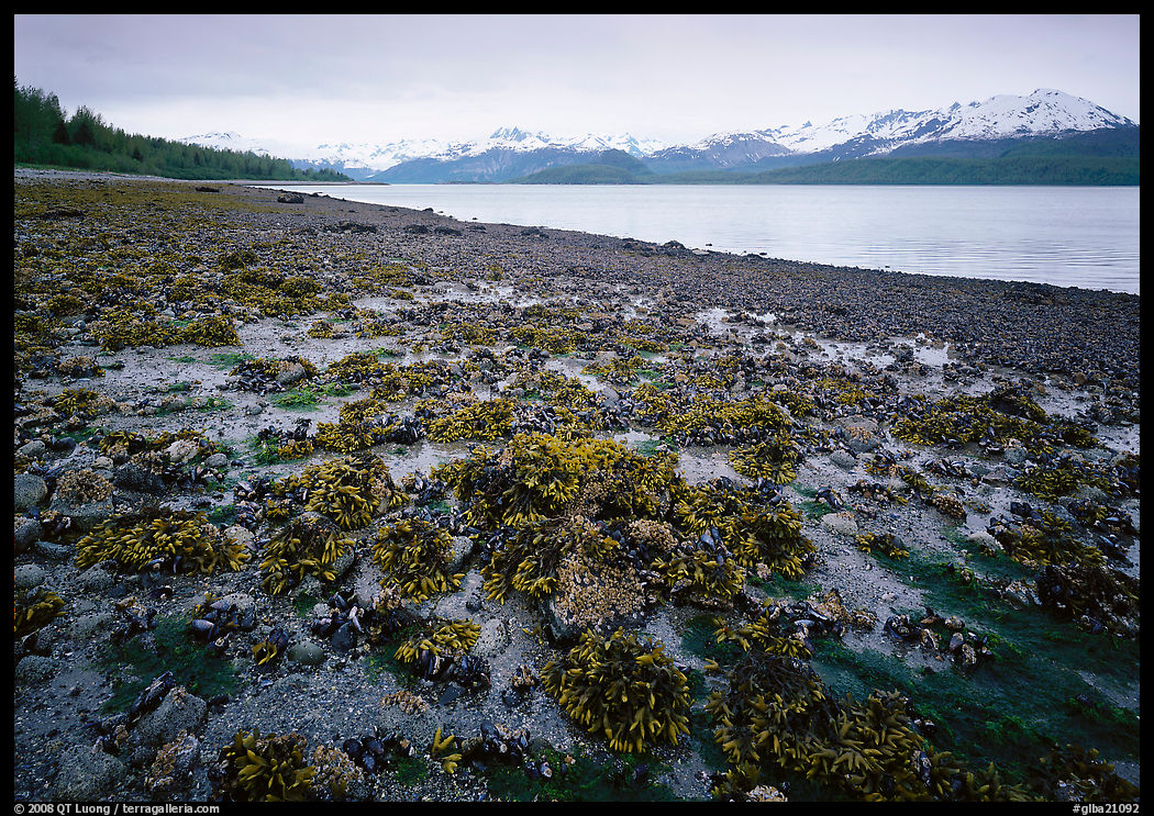 Tidal flats, Muir inlet. Glacier Bay National Park, Alaska, USA.