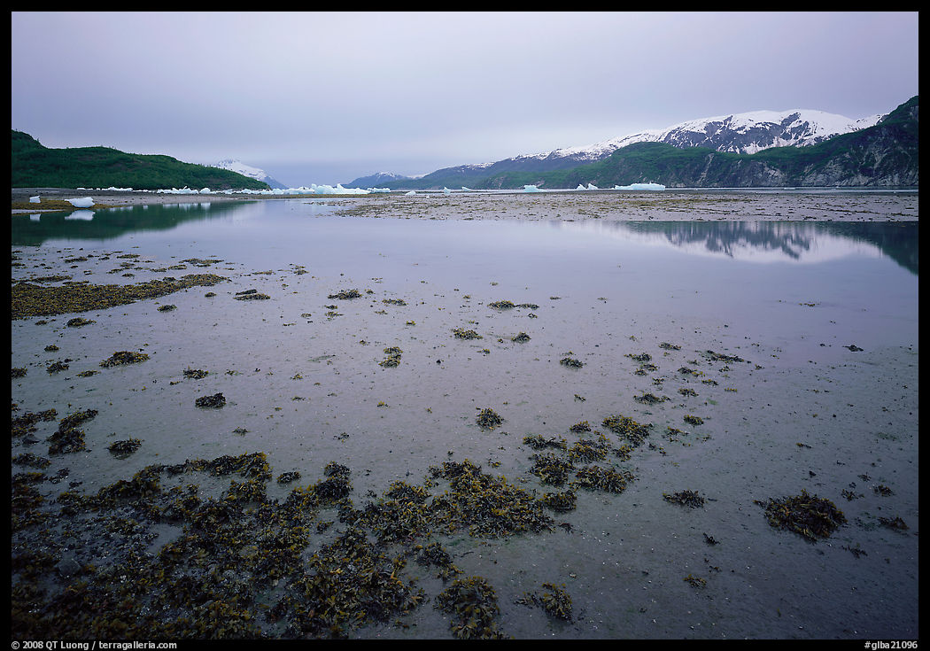 Mud flats near Mc Bride glacier, Muir inlet. Glacier Bay National Park, Alaska, USA.