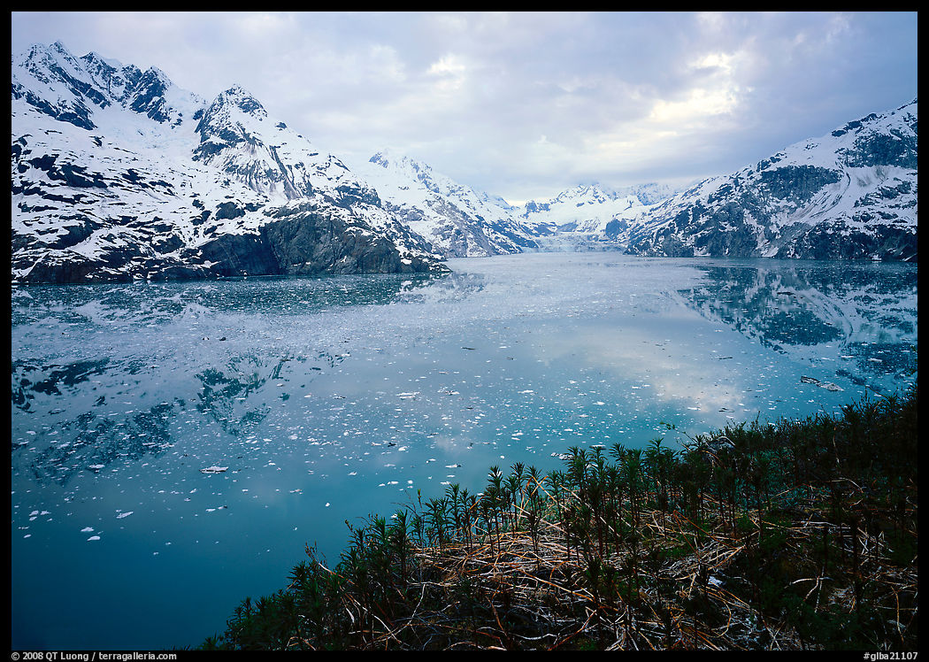Dwarf plants and John Hopkins inlet. Glacier Bay National Park, Alaska, USA.