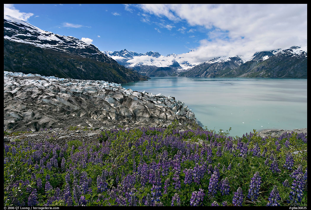 Lupine, Lamplugh glacier, and West Arm. Glacier Bay National Park, Alaska, USA.