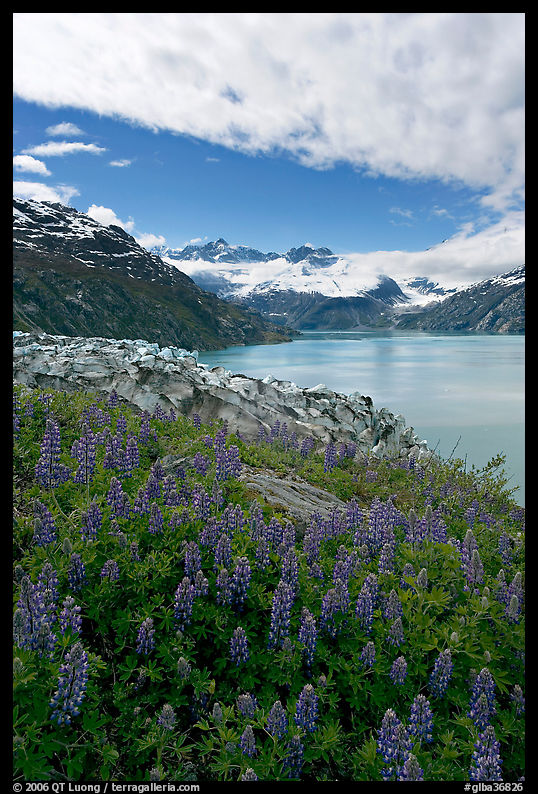 Lupine, Lamplugh glacier, and the Bay seen from a high point. Glacier Bay National Park, Alaska, USA.