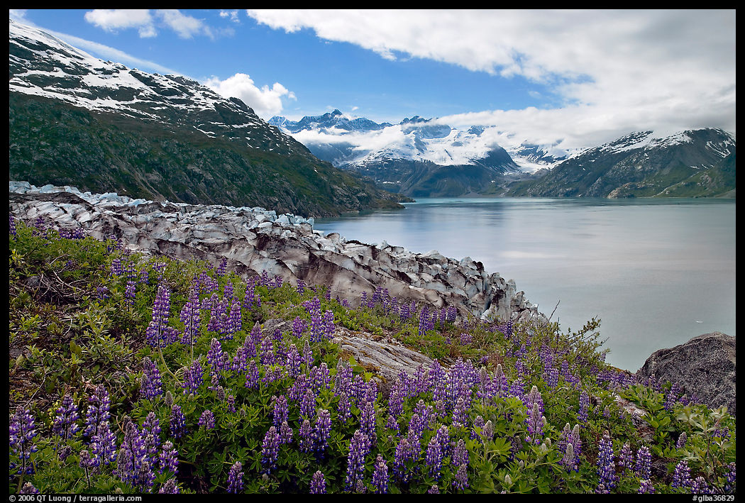 Lupine, Lamplugh glacier, and turquoise bay waters. Glacier Bay National Park, Alaska, USA.