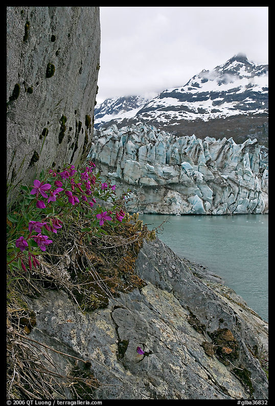 Dwarf fireweed, Lamplugh glacier, and Mt Cooper. Glacier Bay National Park, Alaska, USA.